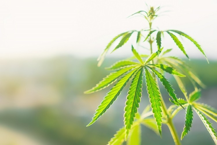Cooking with CBD? Use These 6 Simple Tips